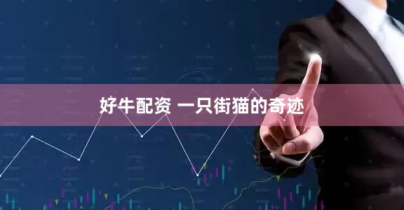 好牛配资 一只街猫的奇迹